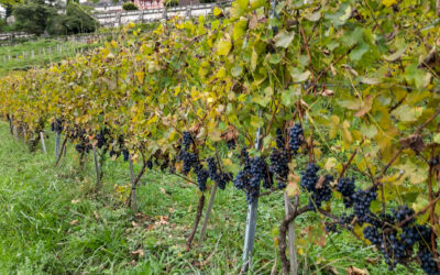 Fêtes des vendanges